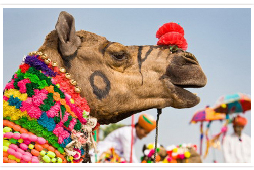 Camel Safari (JAIPUR)
