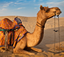 Camel Safari Tour of Rajasthan